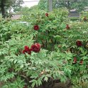 Paeonia x lemoinei 'Sang Lorrain' (2)